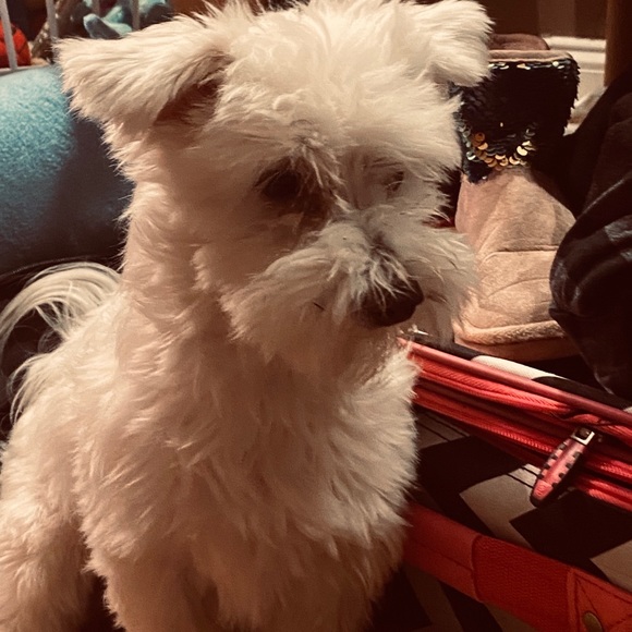 Hi! SAME DAY SHIPPING! - Picture 3 of 3